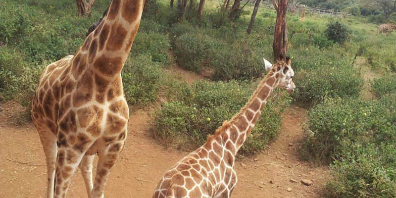 Giraffe Centre
