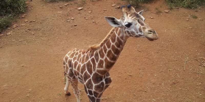 Giraffe Centre
