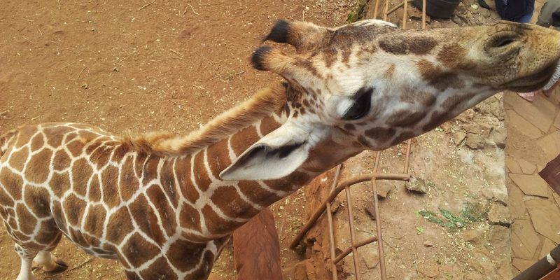 Giraffe Centre