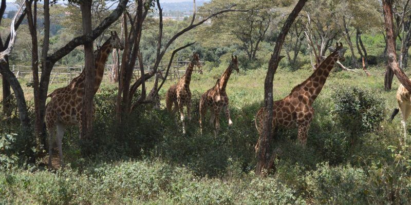 Giraffe Centre