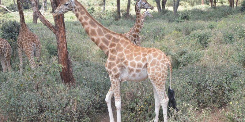 Giraffe Centre