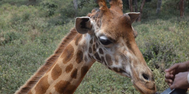 Giraffe Centre