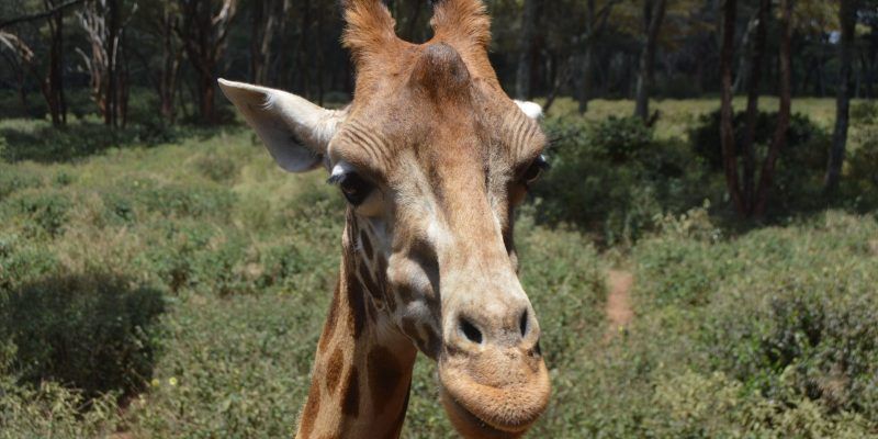 Giraffe Centre