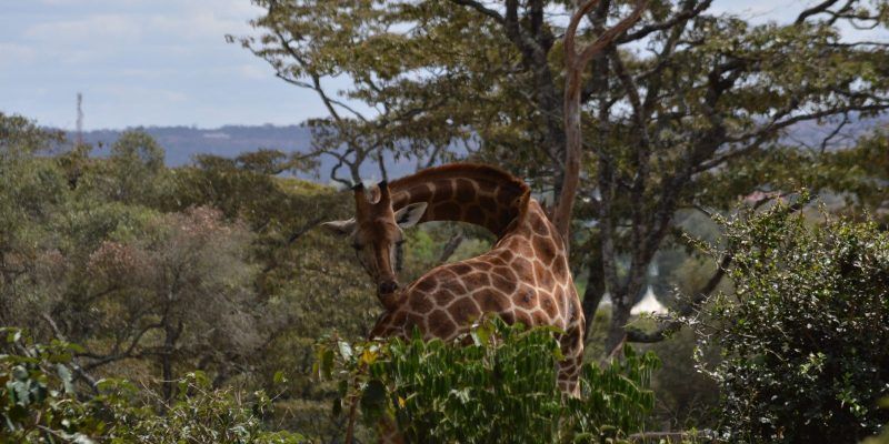 Giraffe Centre