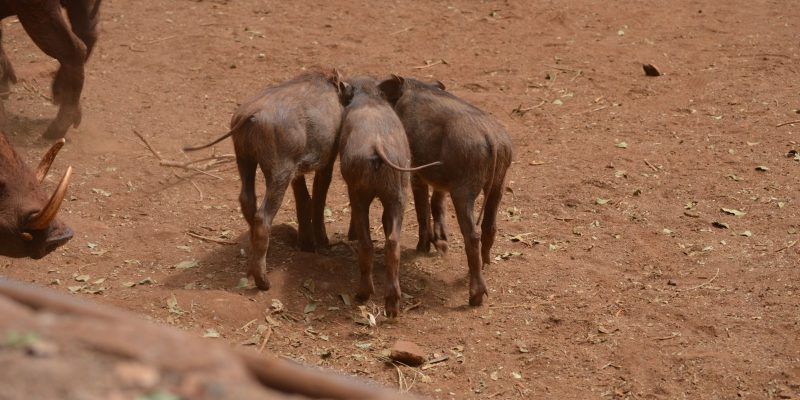 Giraffe Centre