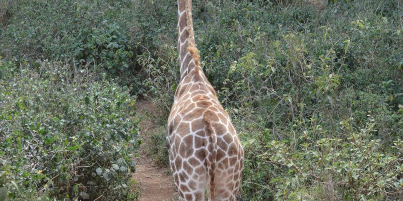 Giraffe Centre
