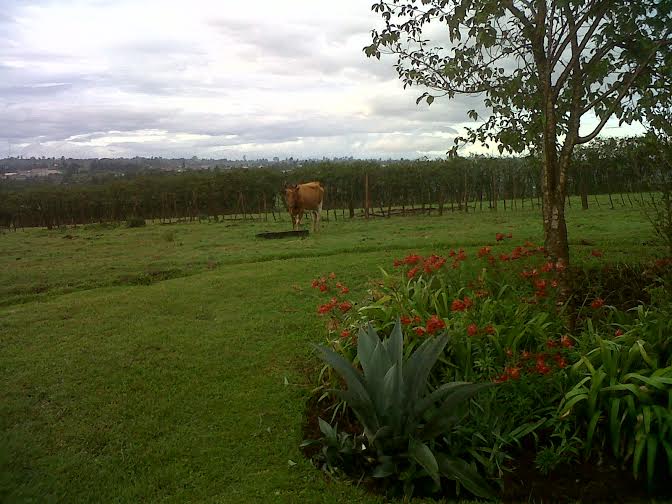El primer contacte amb el Mountain Club Kenya (MCK)